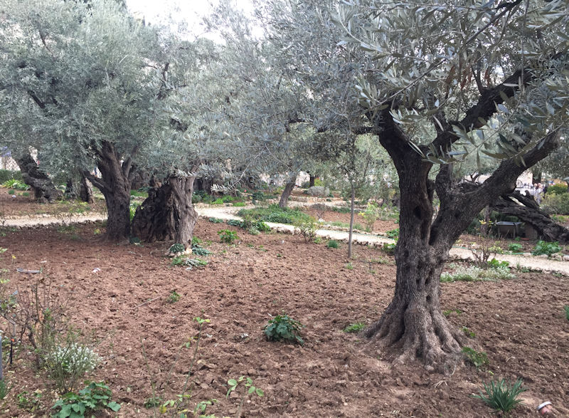 Garden of Olives